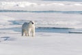 Polar bear on the pack ice Royalty Free Stock Photo