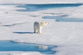 Polar bear on the pack ice Royalty Free Stock Photo