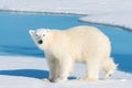 Polar bear on the pack ice north of Spitsbergen Island Royalty Free Stock Photo