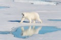 Polar bear on the pack ice north of Spitsbergen Island Royalty Free Stock Photo