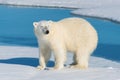 Polar bear on the pack ice north of Spitsbergen Island Royalty Free Stock Photo