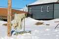 Polar bear pelt drying in the sun at Resolute Bay, Nunavut, Canada Royalty Free Stock Photo