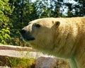 Polar Bear Photo and Image. Bear head close-up side view standing a on rock with tree background and enjoying its environment. Royalty Free Stock Photo