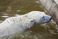 Polar bear playing in water