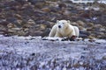 Polar Bear on the rocks Royalty Free Stock Photo