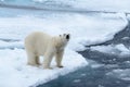 Polar bear on the pack ice north of Spitsbergen Island Royalty Free Stock Photo