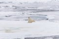 Polar bear on the pack ice north of Spitsbergen Island Royalty Free Stock Photo