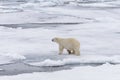 Polar bear on the pack ice north of Spitsbergen Island Royalty Free Stock Photo