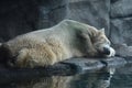 Polar Bear Royalty Free Stock Photo