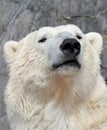 Polar bear portrait.