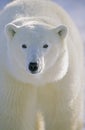 Polar Bear portrait. Churchill, Canada