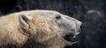 Polar Bear Portrait Royalty Free Stock Photo