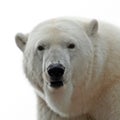 Polar bear portrait Royalty Free Stock Photo