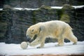 Polar bear in the Prague zoo Royalty Free Stock Photo