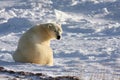 Polar Bear Reacting to a Sound Behind Him