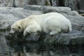 Polar Bear Reflection Royalty Free Stock Photo