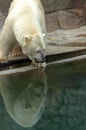 Polar bear reflection Royalty Free Stock Photo