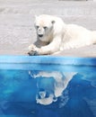 Polar bear reflection Royalty Free Stock Photo