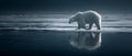 Polar Bear Reflection Arctic Wildlife Photography Royalty Free Stock Photo