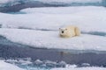 Polar bear resting on ice floe Royalty Free Stock Photo
