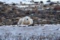 Polar Bear Resting on the snow Royalty Free Stock Photo