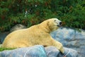 Polar bear resting on rocks Royalty Free Stock Photo