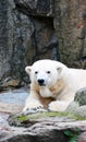 A polar bear rests near its den Royalty Free Stock Photo