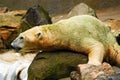 A polar bear rests on a rock Royalty Free Stock Photo