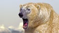 Polar Bear roar Royalty Free Stock Photo