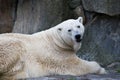 Polar bear on a rock Royalty Free Stock Photo