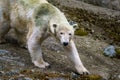 Polar bear on a rock Royalty Free Stock Photo