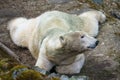 Polar bear on a rock Royalty Free Stock Photo