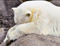 Polar bear on rocks