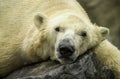 Polar Bear at Roger Williams Zoo.