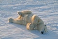 Polar bear rolling on Arctic snow Royalty Free Stock Photo