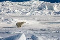 Polar bear running on floating ice Royalty Free Stock Photo