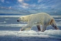 Polar bear running on ice floe Royalty Free Stock Photo