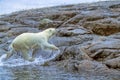 Polar bear running onto island,Digital oil painTing
