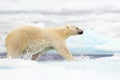 Polar bear running in the sea water. Polar bear in the nature. Big polar bear on drift ice edge with snow a water in Arctic Svalba Royalty Free Stock Photo