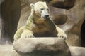 Polar Bear at San Diego Zoo, CA Ursusmaritius Royalty Free Stock Photo