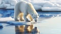 Polar bear scavenging for nourishment amid the deteriorating Arctic ice. The impact of climate change and global warming on their