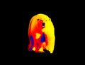 Polar bear in scientific high-tech thermal imager Royalty Free Stock Photo