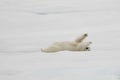 Polar bear playingin snow