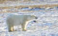 Polar bear on sea ice