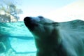 Polar bear in sea world Gold Coast