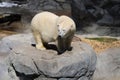 Polar bear in sea world Gold Coast