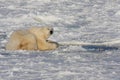 Polar bear and a seal blow hole Royalty Free Stock Photo