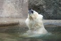 Polar Bear Shakes Royalty Free Stock Photo