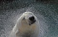 Polar Bear Shaking