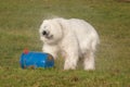 Polar Bear Shaking Dry